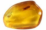 Fossil Fly (Chironomidae) & Caddisfly (Trichopterae) In Baltic Amber #90759-2